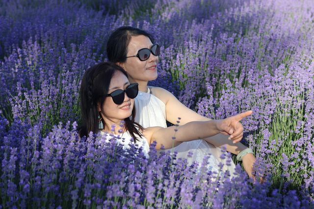 新疆霍城薰衣草紫色之旅