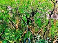 Tamao Wildlife Rescue: Cambodia’s Sanctuary of Hope