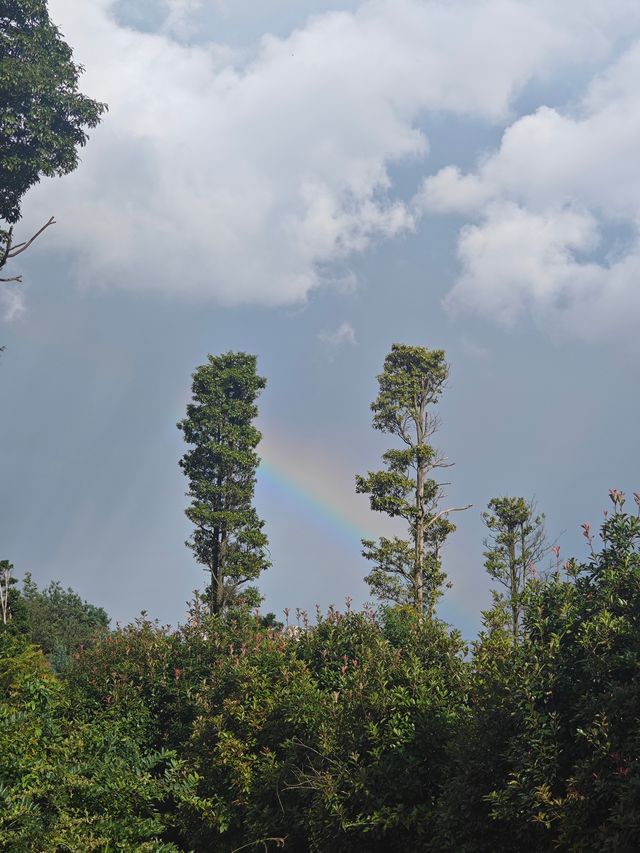 【貴州安順植物園向日葵花海深度遊】21℃清涼避暑