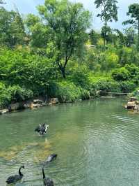 避暑勝地 宜興竹海