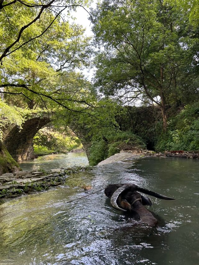 喺婺源，搵返細個嗰個夏天