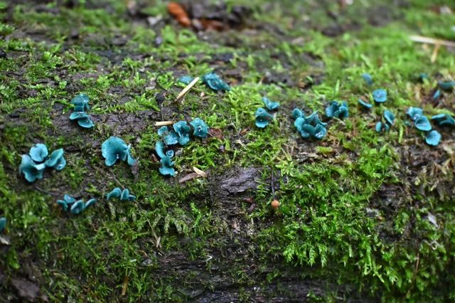 打開鏡頭,蘑菇登場 打開鏡頭,蘑菇登場