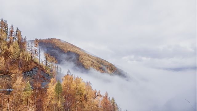 阿勒泰雨季秋色｜雲霧黃葉裡的絕美秘境
