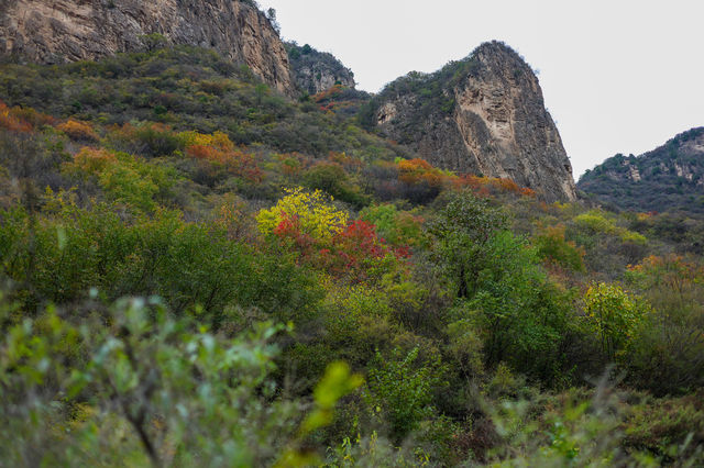 石家莊可以摘蘋果，免費賞紅葉的野山