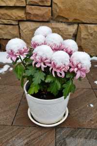 嵩山雪景美炸了中原仙境錯過再等一年！
