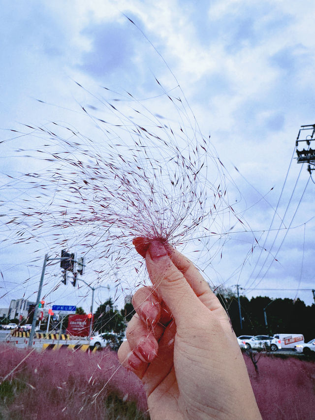 上海|這裡的免費粉黛花海替大家拍過了，可以來了