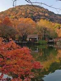 一定要去11月的蘇州，960萬平方公里的頂流