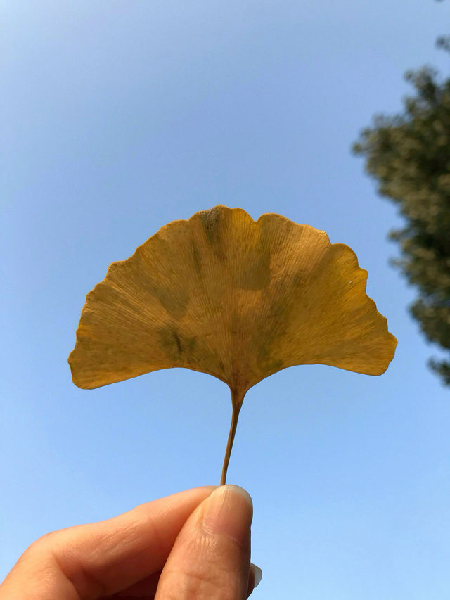 天津薊縣｜秋天一定要來住的小院