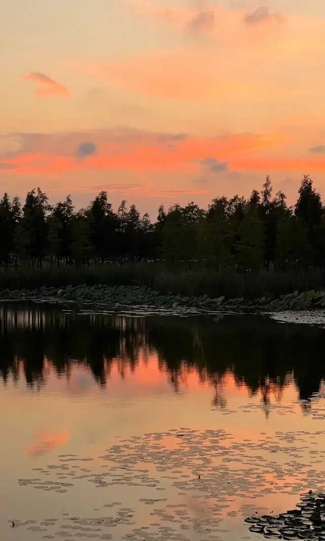 10.17 Shanghai's hidden gem, Pink Muhly Park, is unexpectedly beautiful!!