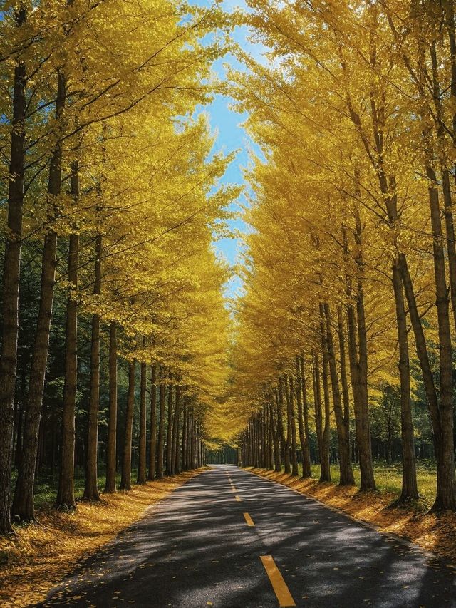 穿越掛壁公路，邂逅秦巴深山最絢爛的秋色