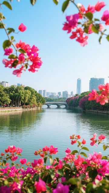 【廣東三角梅觀賞攻略|冬日限定浪漫,奔赴一場粉色花海盛宴】 【廣東三角梅觀賞攻略|冬日限定浪漫,奔赴一場粉色花海盛宴】