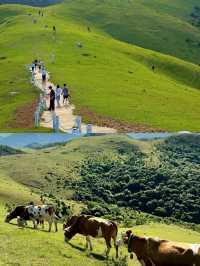 逃離城市當「牛馬」，奔赴大姆山的草甸狂歡