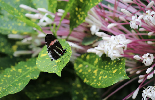 蝴蝶與自然溫室 Key West