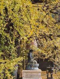 賞銀杏來這裡就對啦