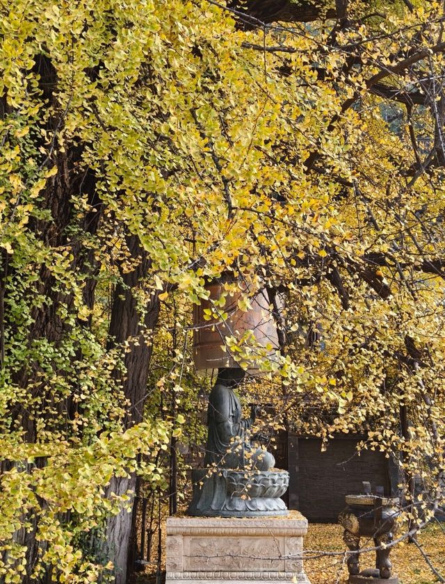 賞銀杏來這裡就對啦 賞銀杏來這裡就對啦