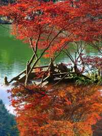 四明山的秋，是上帝打翻的調色盤