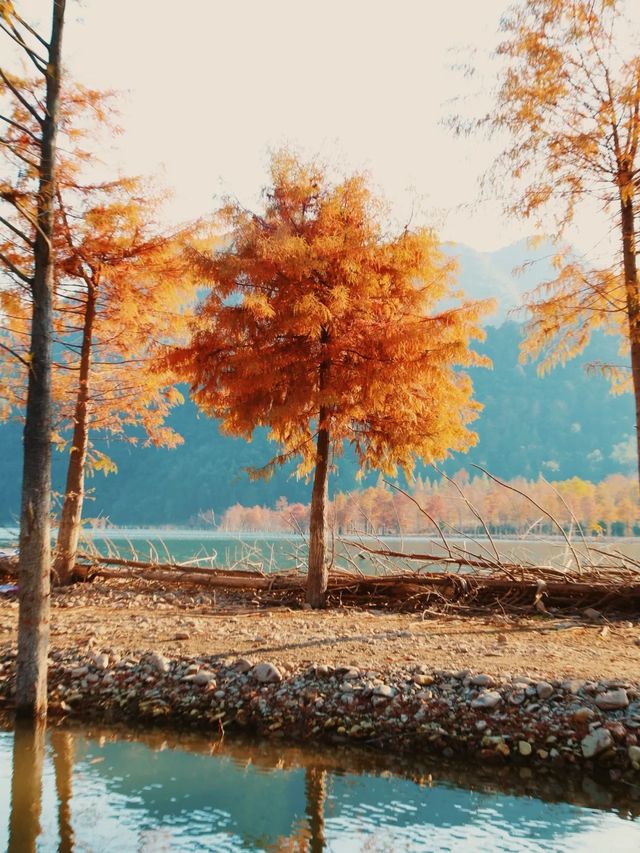 最新皖南川藏線的秋，藏在這片紅海裏。