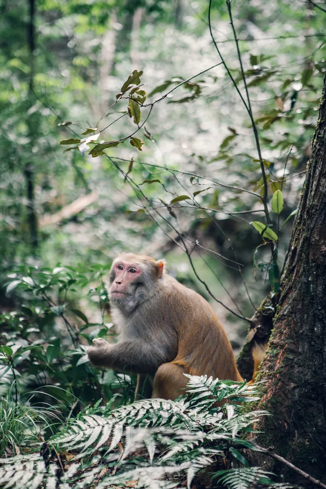 旗山森林公園徒步偶遇猴哥!20km古道+網紅 旗山森林公園徒步偶遇猴哥!20km古道+網紅