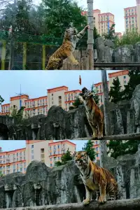 30歲小登一人5h 免門票遊上海野生動物園