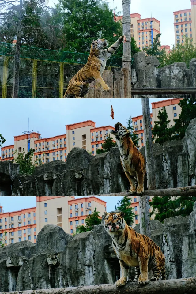 30歲小登一人5h 免門票遊上海野生動物園 30歲小登一人5h 免門票遊上海野生動物園