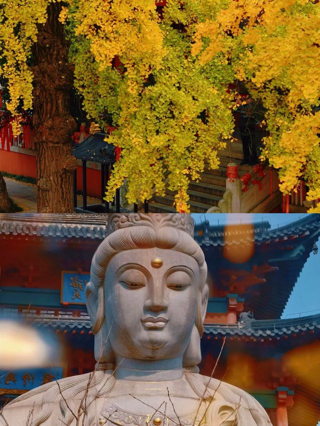 南京一日賞秋最優路線不繞路打卡3大銀杏秘境 南京一日賞秋最優路線不繞路打卡3大銀杏秘境