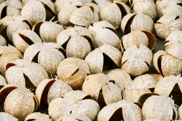 三十三墟街｜闖進600年僑鄉煙火裡