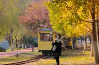 闖入金色童話世界!八都岕銀杏黃了