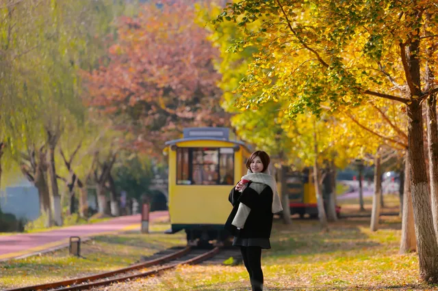 闖入金色童話世界!八都岕銀杏黃了 闖入金色童話世界!八都岕銀杏黃了