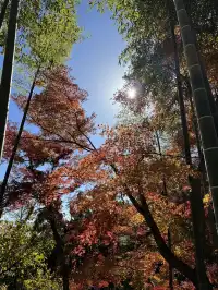 2025.11.29 實況| 莫干山賞楓一日遊攻略