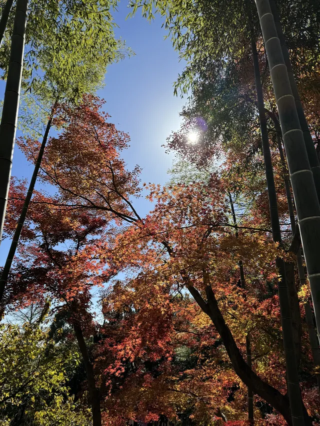 2025.11.29 實況| 莫干山賞楓一日遊攻略