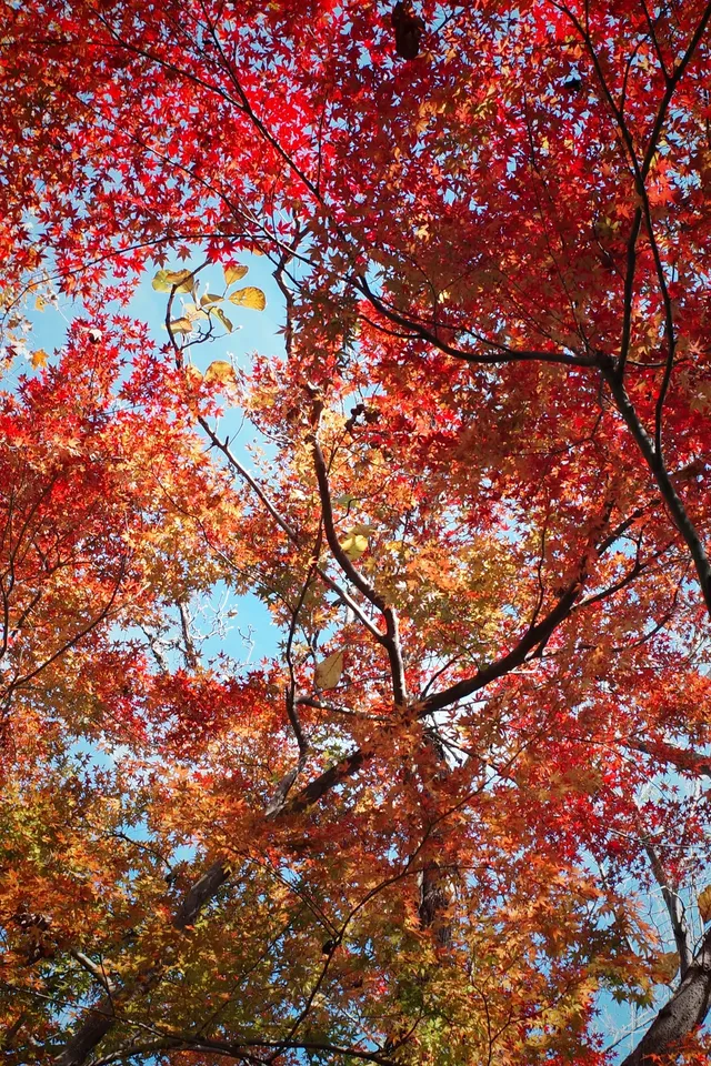 莫干山蔣公古道反穿10KM|楓葉超美 莫干山蔣公古道反穿10KM|楓葉超美