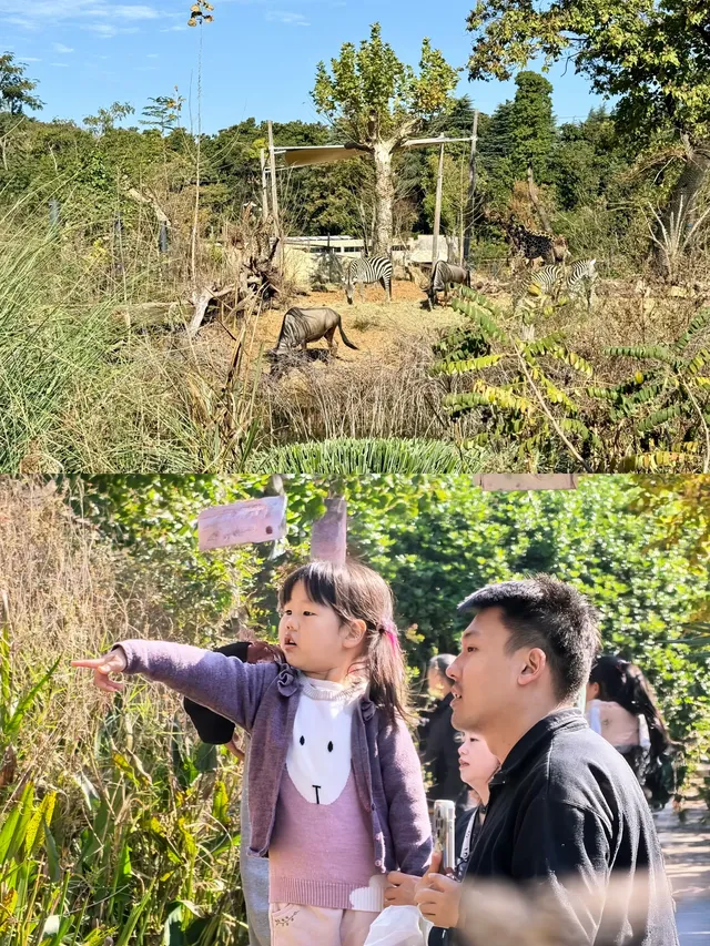 南京紅山，顛覆了我對動物園的認知(͒ ⓿ᴥ⓿ )͒