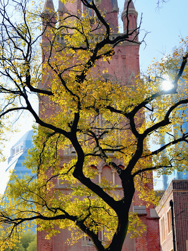上海外灘賞銀杏不繞路個機位路線攻略