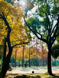 11.30蘇大銀杏實況|想要的色彩這都有