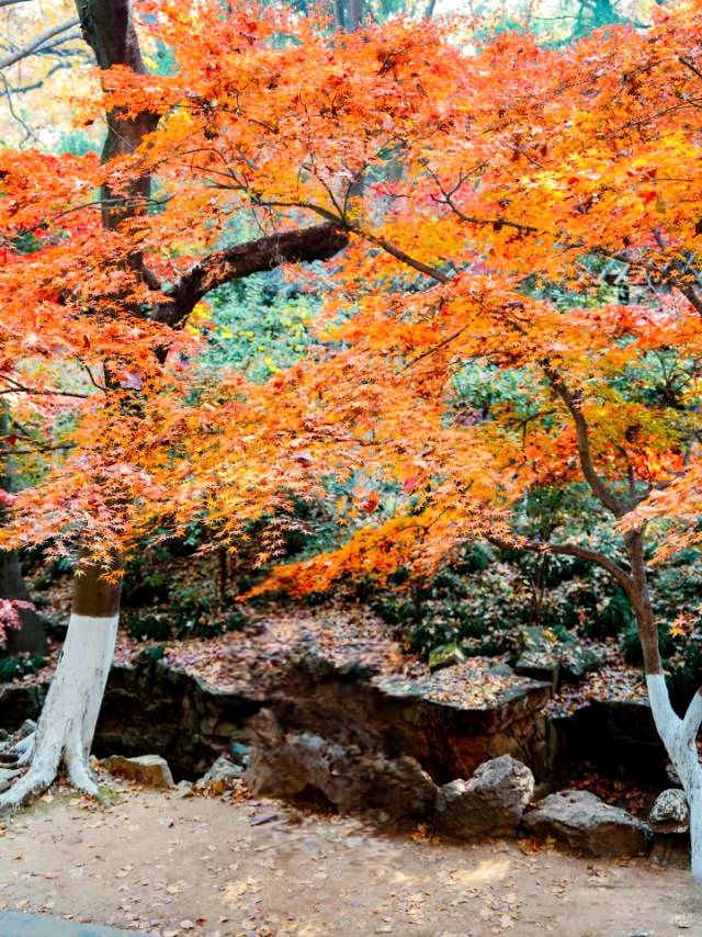 虞山秋日 虞山秋日