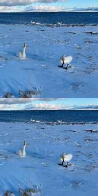 說真的!冬天的賽里木湖才是極致浪漫