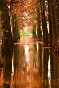 青西郊野公園暴走一天，這裡根本不是普通公園，是藏在城市邊緣的「天然氧吧+童話秘境」，秋冬來剛好！ 