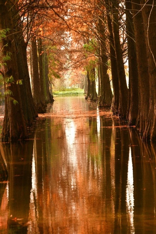 青西郊野公園暴走一天，這裡根本不是普通公園，是藏在城市邊緣的「天然氧吧+童話秘境」，秋冬來剛好！ 