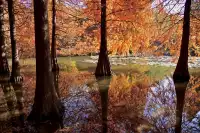 落羽杉紅了,你會來明孝陵燕雀湖看嗎?