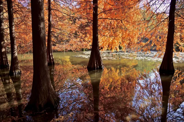 落羽杉紅了,你會來明孝陵燕雀湖看嗎? 落羽杉紅了,你會來明孝陵燕雀湖看嗎?