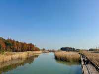 蘇州私藏秋日寶藏|太湖湖濱濕地公園,免費美到驚嘆