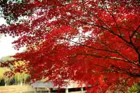 南京棲霞山親子遊|2歲娃解鎖紅葉仙境攻略