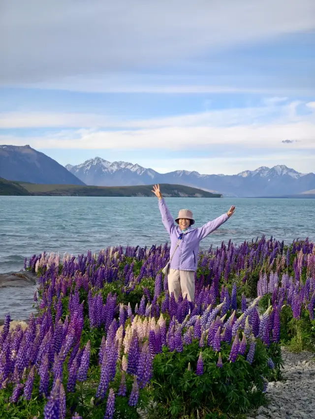 The lupins in New Zealand are absolutely stunning! Flight spots included