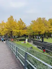 世博公園限時銀杏，週末快衝| 附機位攻略