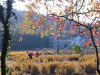 水墨宏村深度遊這份不走回頭路的懶人攻略必須碼住！