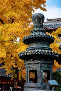 龍華古鎮賞秋攻略