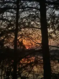 金山寺旁的「童話水杉林」，小朋友玩到不想走