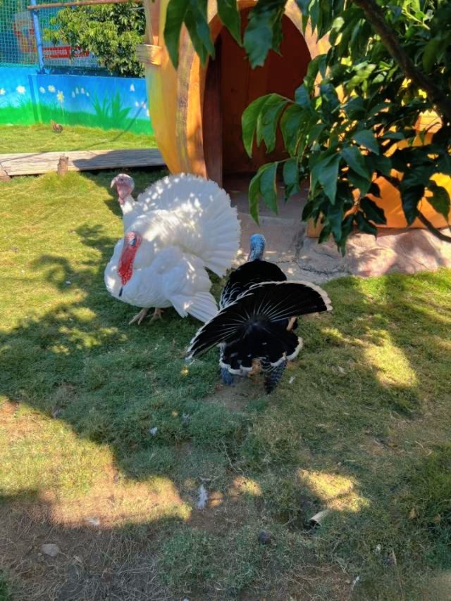 廈門小眾遛娃聖地集美果樂園一日遊攻略 廈門小眾遛娃聖地集美果樂園一日遊攻略