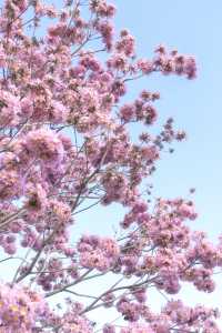 12.11拍|深圳紫花風鈴木開滿啦