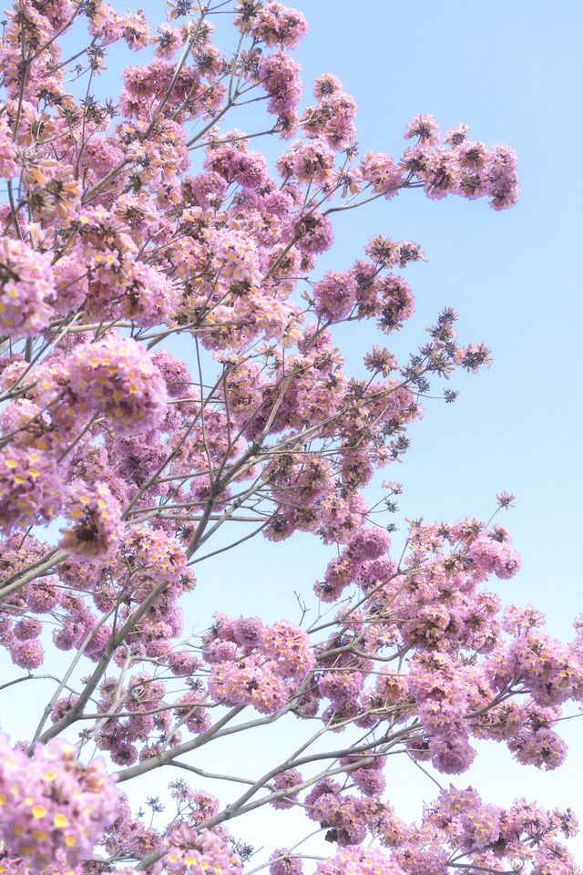 12.11拍|深圳紫花風鈴木開滿啦 12.11拍|深圳紫花風鈴木開滿啦